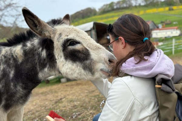 Bild Rhönhof on Tour: Zu Besuch auf dem Eselhof