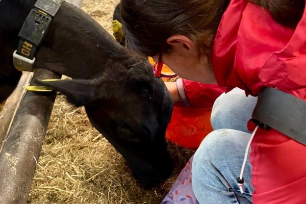 Bild Traktoren, Tiere und Tag der offenen Türe beim Hoffest des antonius Hof